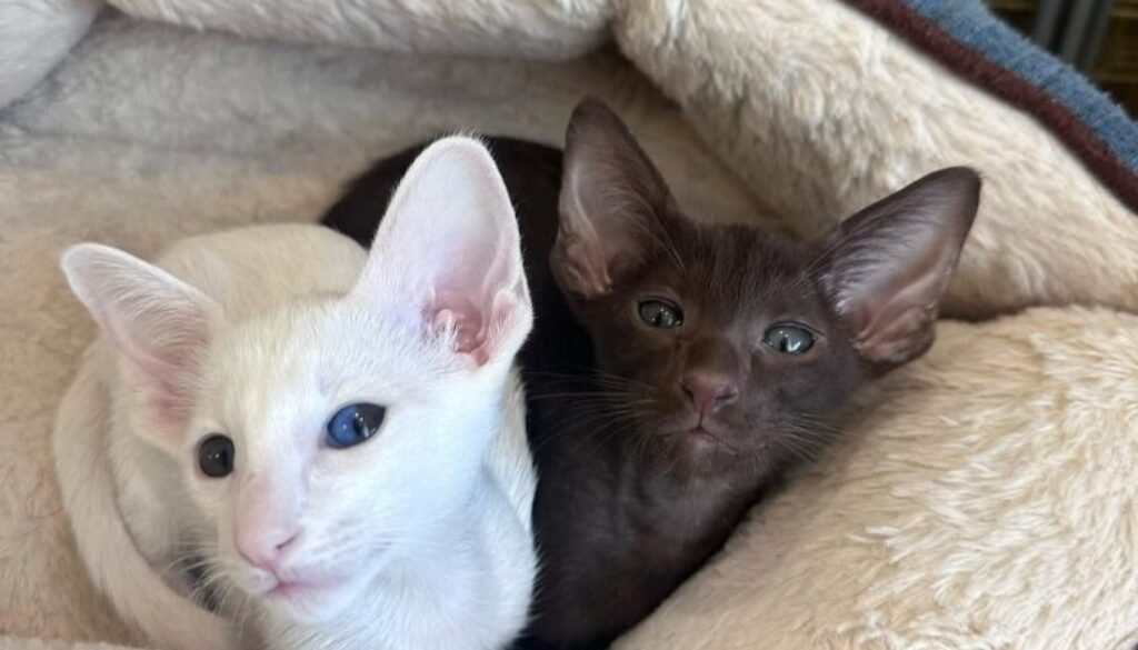 oriental shorthair cat adoption
