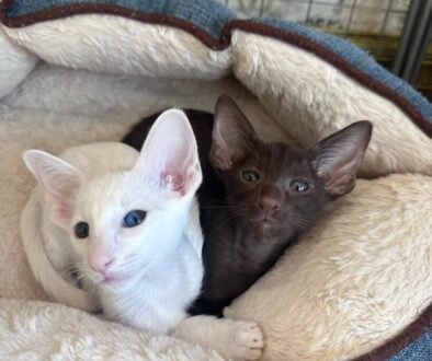 oriental shorthair cat adoption