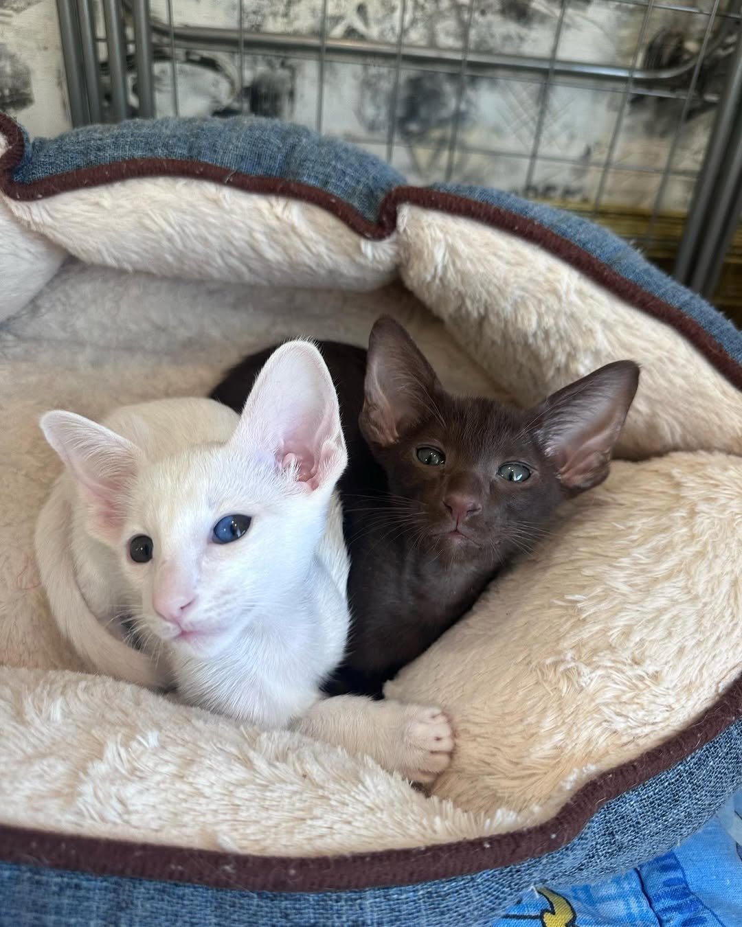 oriental shorthair cat adoption
