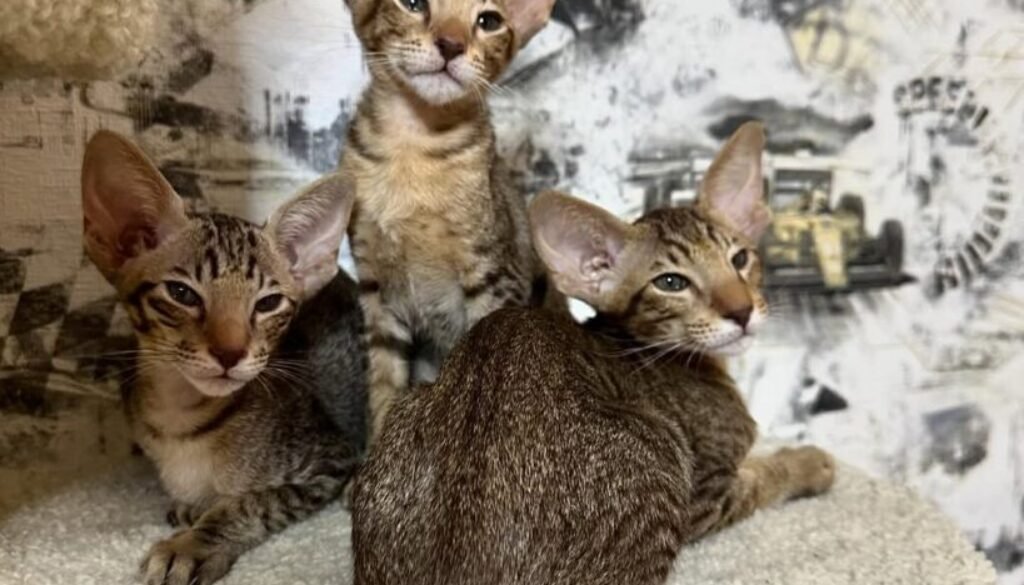 Oriental shorthair kittens for sale
