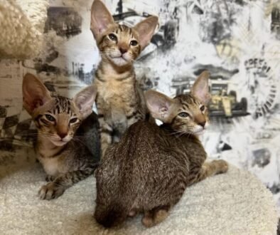 Oriental shorthair kittens for sale