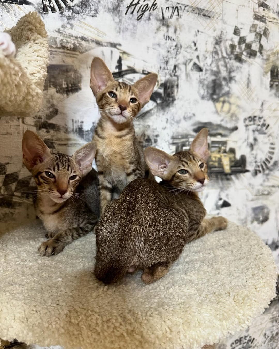Oriental shorthair kittens for sale